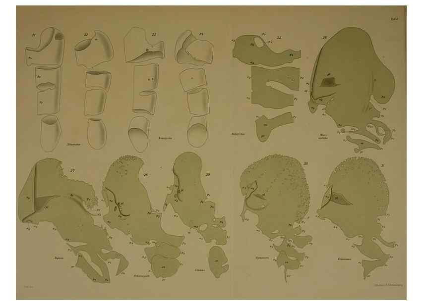 Reproducción/Reproduction 8404464049: Ohrknorpel und äusseres ohr der Säugetiere;. Kopenhagen[Nielsen & Lydiche (A. Simmelkiær)]1912.