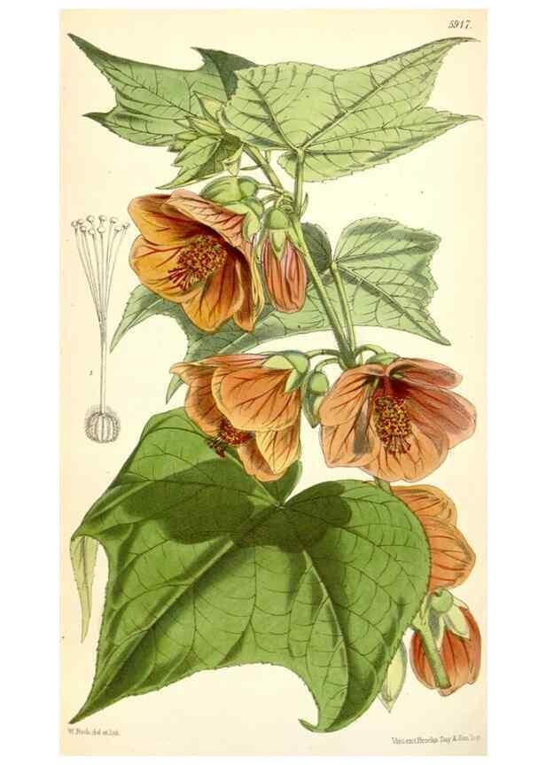 Reproducción/Reproduction 8393046968: Curtis's botanical magazine.. London ;New York [etc.] :Academic Press [etc.]