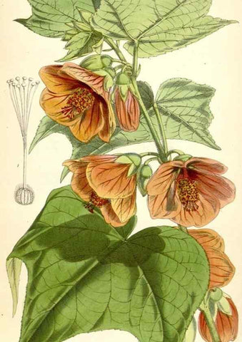 Reproducción/Reproduction 8393046968: Curtis's botanical magazine.. London ;New York [etc.] :Academic Press [etc.]