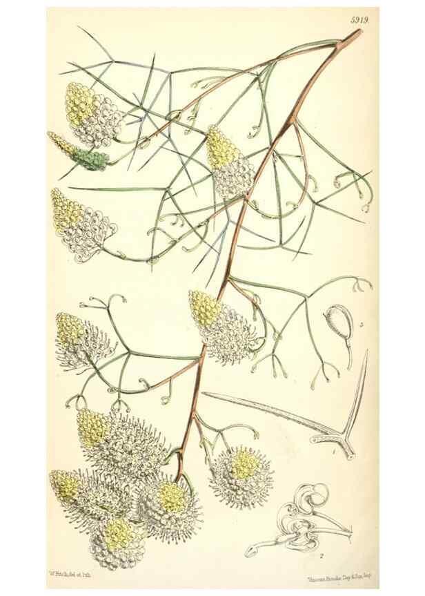 Reproducción/Reproduction 8393048790: Curtis's botanical magazine.. London ;New York [etc.] :Academic Press [etc.]