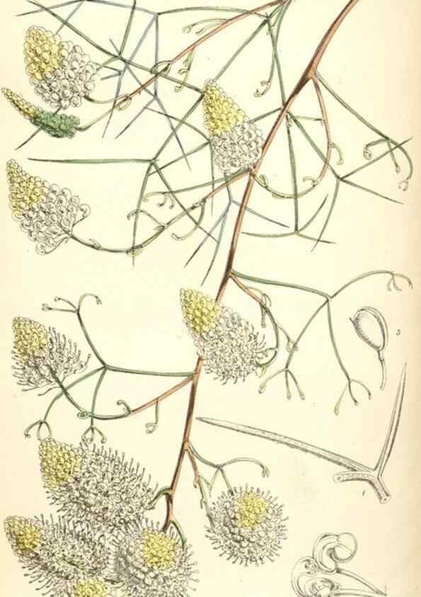 Reproducción/Reproduction 8393048790: Curtis's botanical magazine.. London ;New York [etc.] :Academic Press [etc.]