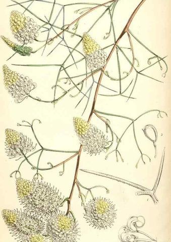 Reproducción/Reproduction 8393048790: Curtis's botanical magazine.. London ;New York [etc.] :Academic Press [etc.]