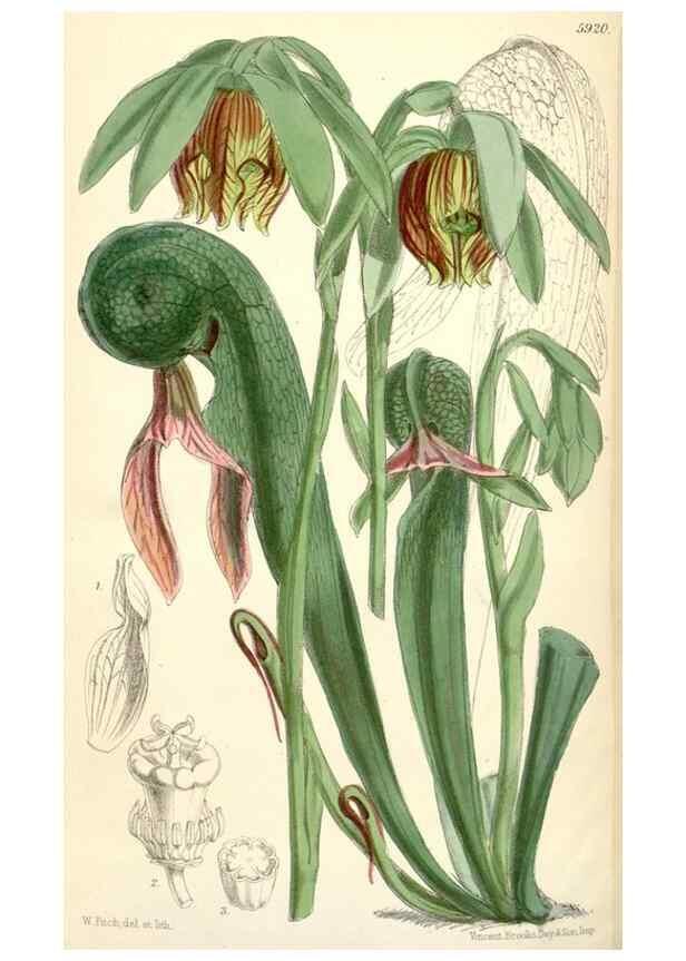 Reproducción/Reproduction 8391966407: Curtis's botanical magazine.. London ;New York [etc.] :Academic Press [etc.]