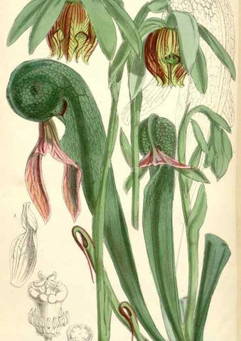 Reproducción/Reproduction 8391966407: Curtis's botanical magazine.. London ;New York [etc.] :Academic Press [etc.]