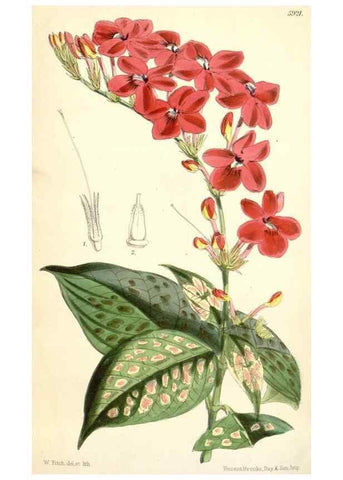 Reproducción/Reproduction 8393050548: Curtis's botanical magazine.. London ;New York [etc.] :Academic Press [etc.]