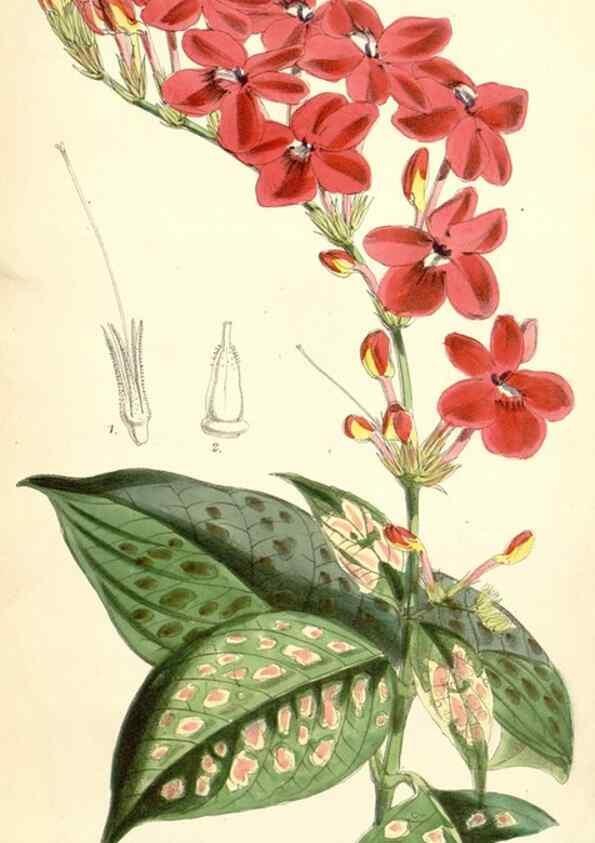 Reproducción/Reproduction 8393050548: Curtis's botanical magazine.. London ;New York [etc.] :Academic Press [etc.]