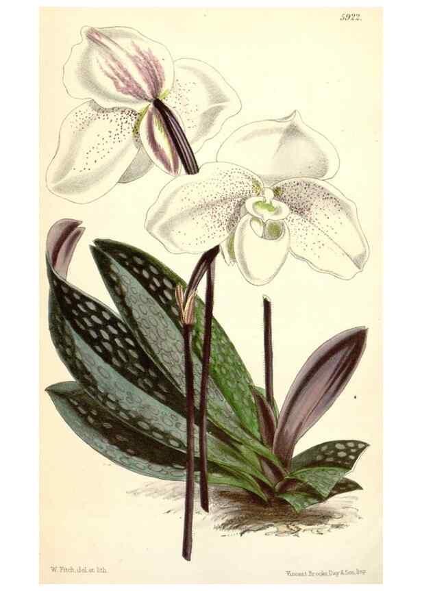 Reproducción/Reproduction 8393051546: Curtis's botanical magazine.. London ;New York [etc.] :Academic Press [etc.]
