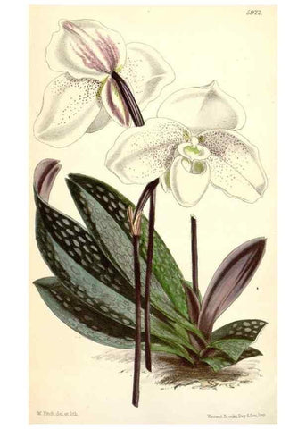 Reproducción/Reproduction 8393051546: Curtis's botanical magazine.. London ;New York [etc.] :Academic Press [etc.]