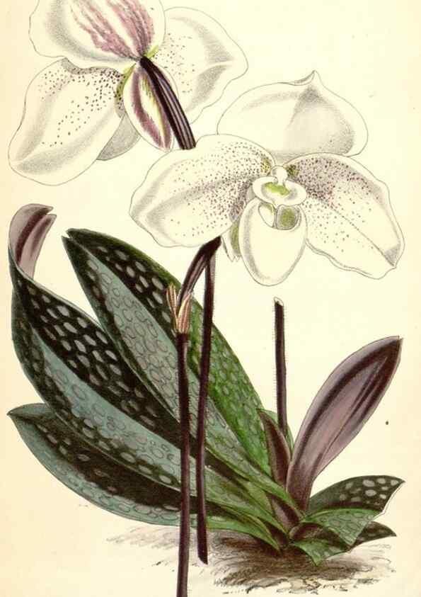 Reproducción/Reproduction 8393051546: Curtis's botanical magazine.. London ;New York [etc.] :Academic Press [etc.]