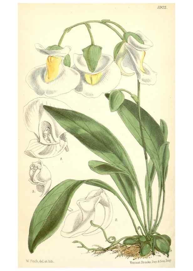 Reproducción/Reproduction 8391968753: Curtis's botanical magazine.. London ;New York [etc.] :Academic Press [etc.]