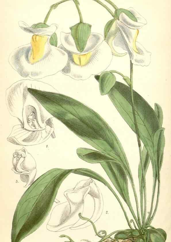 Reproducción/Reproduction 8391968753: Curtis's botanical magazine.. London ;New York [etc.] :Academic Press [etc.]