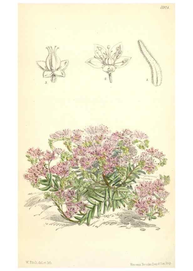 Reproducción/Reproduction 8391969323: Curtis's botanical magazine.. London ;New York [etc.] :Academic Press [etc.]
