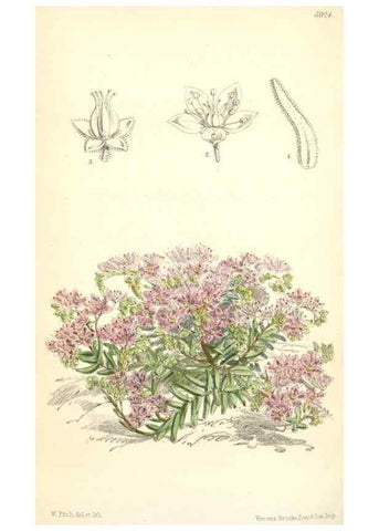 Reproducción/Reproduction 8391969323: Curtis's botanical magazine.. London ;New York [etc.] :Academic Press [etc.]