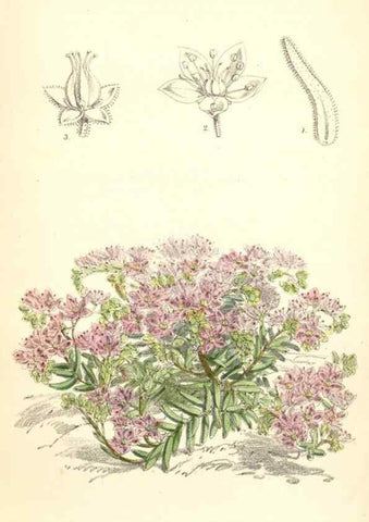 Reproducción/Reproduction 8391969323: Curtis's botanical magazine.. London ;New York [etc.] :Academic Press [etc.]