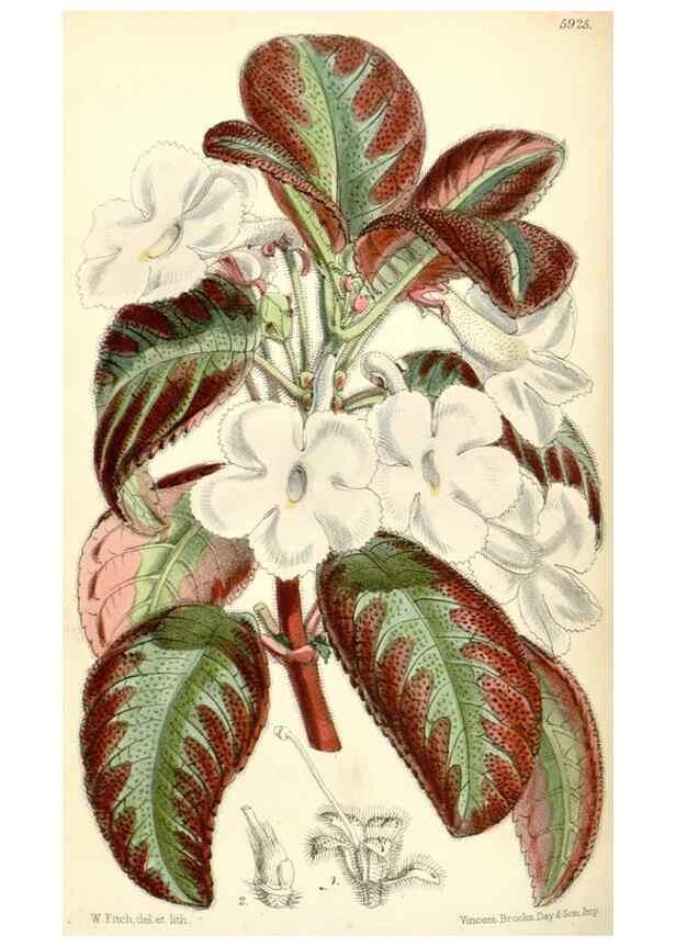 Reproducción/Reproduction 8391970169: Curtis's botanical magazine.. London ;New York [etc.] :Academic Press [etc.]