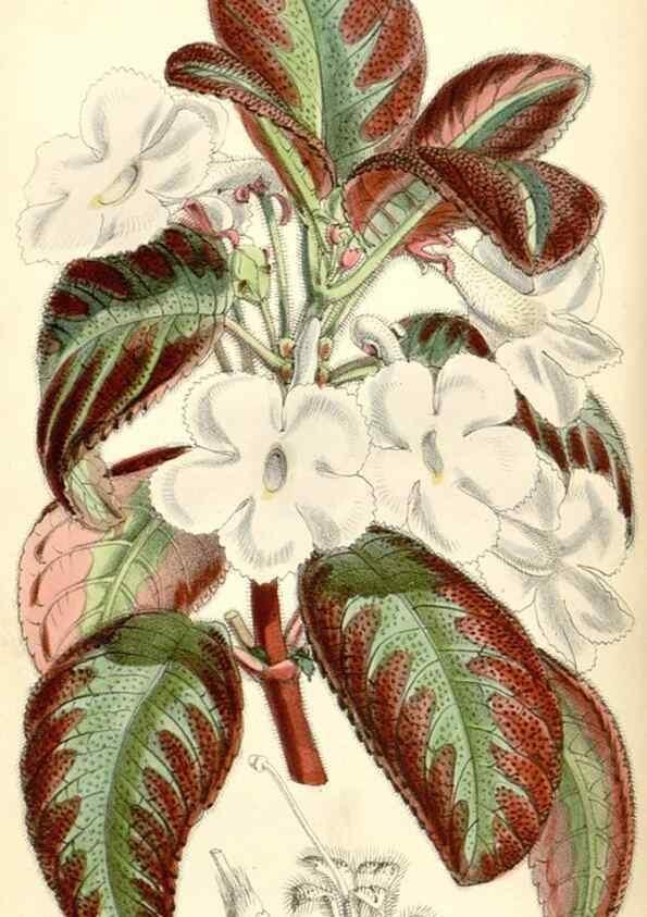 Reproducción/Reproduction 8391970169: Curtis's botanical magazine.. London ;New York [etc.] :Academic Press [etc.]