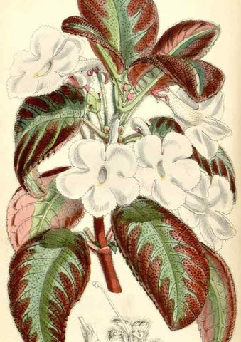 Reproducción/Reproduction 8391970169: Curtis's botanical magazine.. London ;New York [etc.] :Academic Press [etc.]