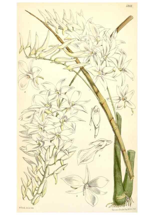 Reproducción/Reproduction 8391964549: Curtis's botanical magazine.. London ;New York [etc.] :Academic Press [etc.]