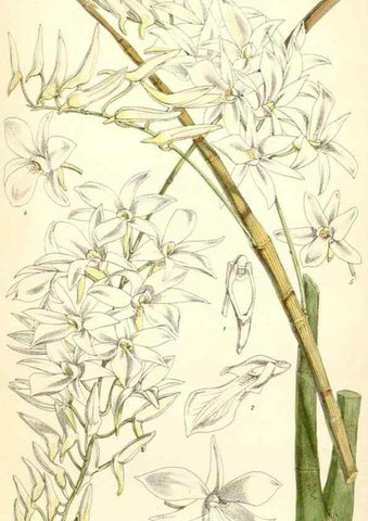 Reproducción/Reproduction 8391964549: Curtis's botanical magazine.. London ;New York [etc.] :Academic Press [etc.]