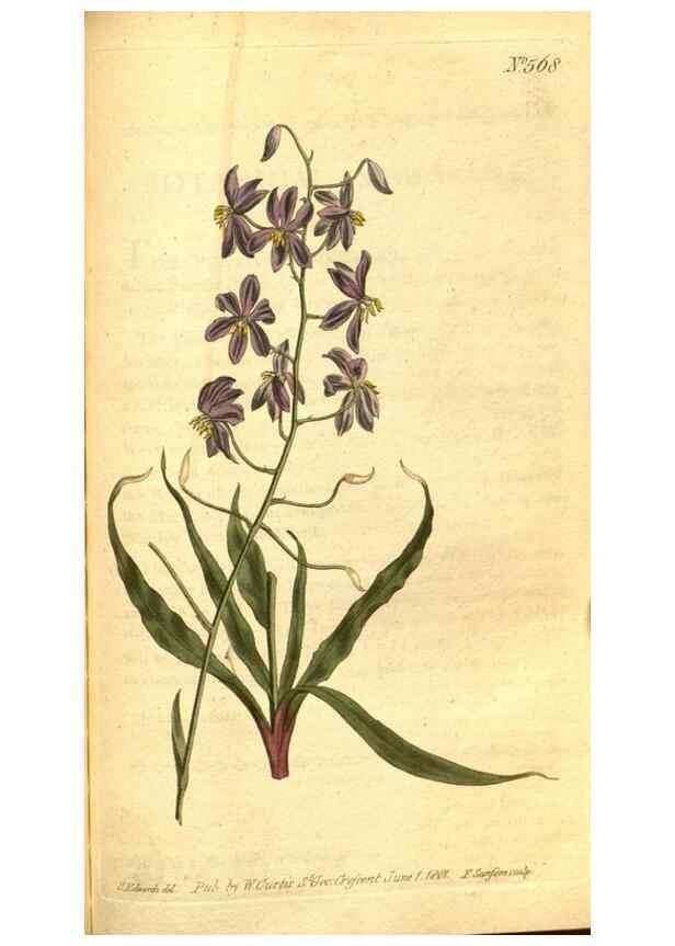 Reproducción/Reproduction 8413283883: Curtis's botanical magazine.. London ;New York [etc.] :Academic Press [etc.]