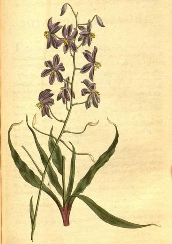 Reproducción/Reproduction 8413283883: Curtis's botanical magazine.. London ;New York [etc.] :Academic Press [etc.]