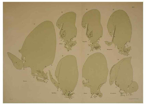 Reproducción/Reproduction 8404464945: Ohrknorpel und äusseres ohr der Säugetiere;. Kopenhagen[Nielsen & Lydiche (A. Simmelkiær)]1912.