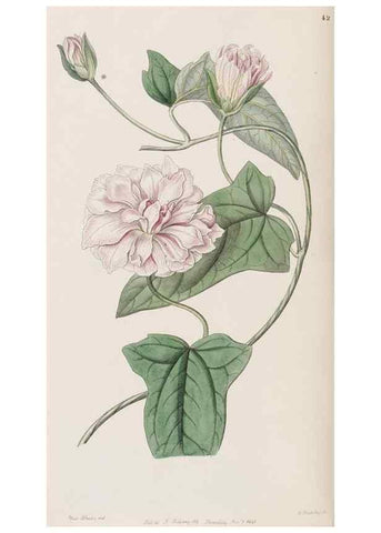 Reproducción/Reproduction 8409050418: Edwards's botanical register.. London :James Ridgway,1829-1847.