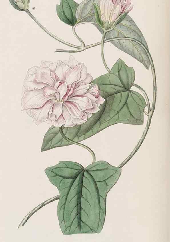 Reproducción/Reproduction 8409050418: Edwards's botanical register.. London :James Ridgway,1829-1847.