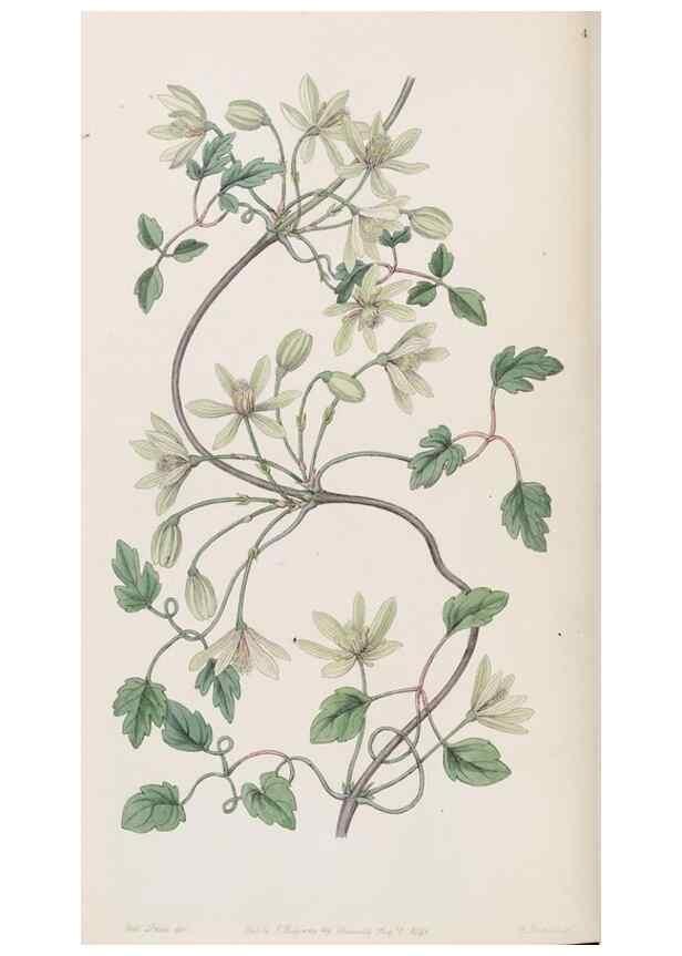 Reproducción/Reproduction 8407956145: Edwards's botanical register.. London :James Ridgway,1829-1847.