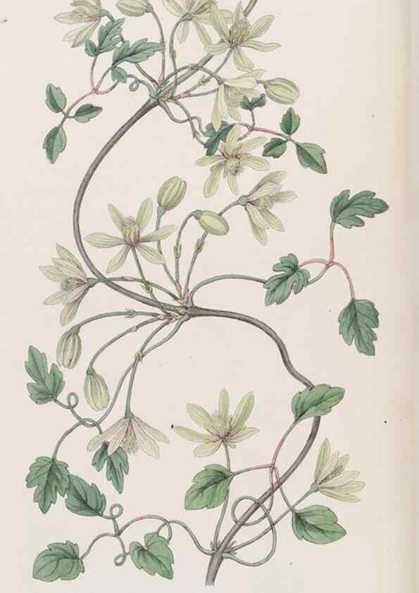 Reproducción/Reproduction 8407956145: Edwards's botanical register.. London :James Ridgway,1829-1847.