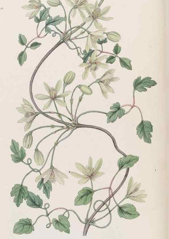Reproducción/Reproduction 8407956145: Edwards's botanical register.. London :James Ridgway,1829-1847.