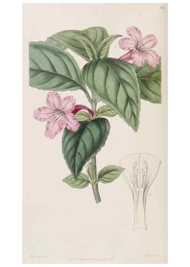 Reproducción/Reproduction 8409052038: Edwards's botanical register.. London :James Ridgway,1829-1847.