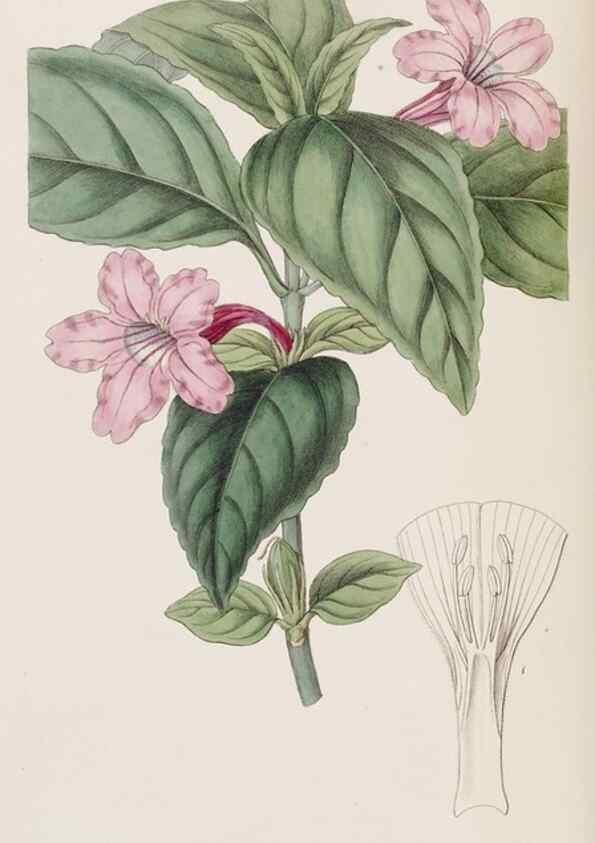 Reproducción/Reproduction 8409052038: Edwards's botanical register.. London :James Ridgway,1829-1847.