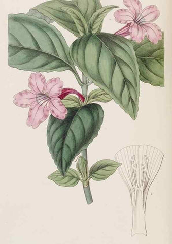 Reproducción/Reproduction 8409052038: Edwards's botanical register.. London :James Ridgway,1829-1847.