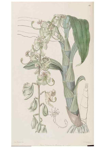 Reproducción/Reproduction 8407957481: Edwards's botanical register.. London :James Ridgway,1829-1847.