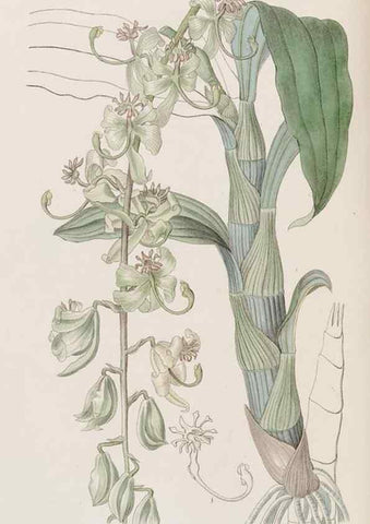 Reproducción/Reproduction 8407957481: Edwards's botanical register.. London :James Ridgway,1829-1847.