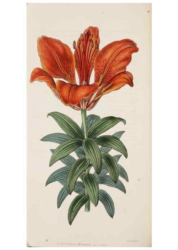 Reproducción/Reproduction 8407959701: Edwards's botanical register.. London :James Ridgway,1829-1847.