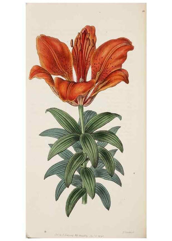 Reproducción/Reproduction 8407959701: Edwards's botanical register.. London :James Ridgway,1829-1847.