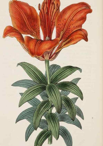 Reproducción/Reproduction 8407959701: Edwards's botanical register.. London :James Ridgway,1829-1847.