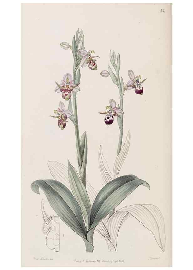 Reproducción/Reproduction 8407960991: Edwards's botanical register.. London :James Ridgway,1829-1847.