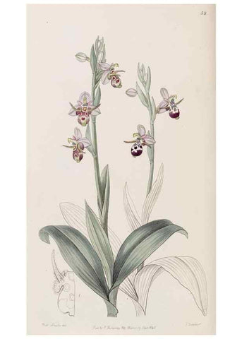 Reproducción/Reproduction 8407960991: Edwards's botanical register.. London :James Ridgway,1829-1847.