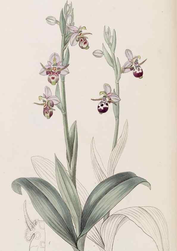 Reproducción/Reproduction 8407960991: Edwards's botanical register.. London :James Ridgway,1829-1847.