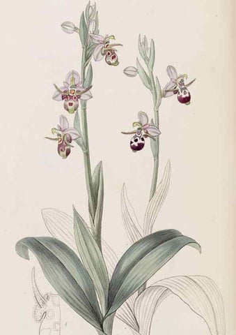 Reproducción/Reproduction 8407960991: Edwards's botanical register.. London :James Ridgway,1829-1847.