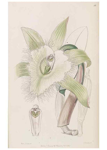 Reproducción/Reproduction 8409056528: Edwards's botanical register.. London :James Ridgway,1829-1847.