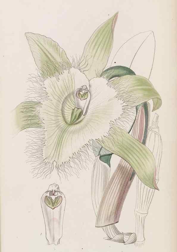Reproducción/Reproduction 8409056528: Edwards's botanical register.. London :James Ridgway,1829-1847.