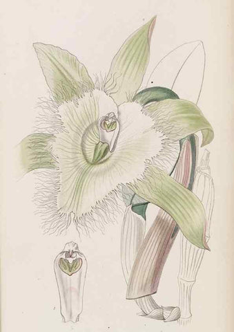 Reproducción/Reproduction 8409056528: Edwards's botanical register.. London :James Ridgway,1829-1847.