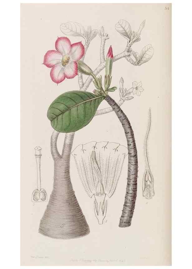 Reproducción/Reproduction 8409057086: Edwards's botanical register.. London :James Ridgway,1829-1847.