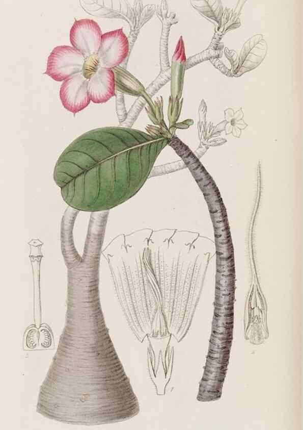 Reproducción/Reproduction 8409057086: Edwards's botanical register.. London :James Ridgway,1829-1847.