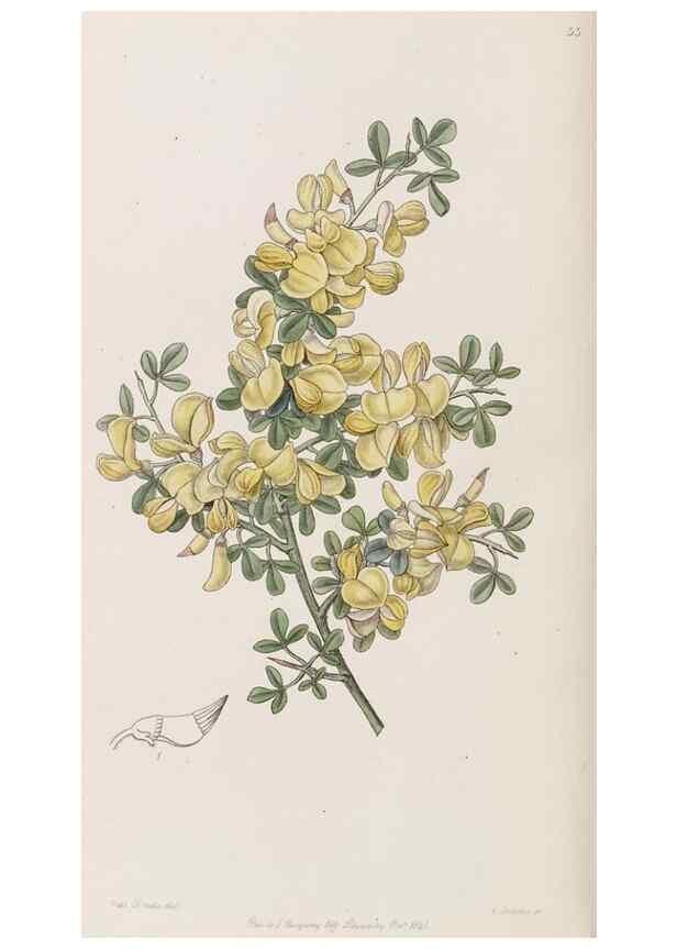 Reproducción/Reproduction 8409057616: Edwards's botanical register.. London :James Ridgway,1829-1847.
