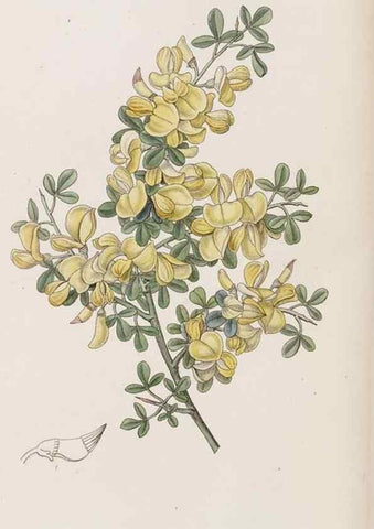 Reproducción/Reproduction 8409057616: Edwards's botanical register.. London :James Ridgway,1829-1847.
